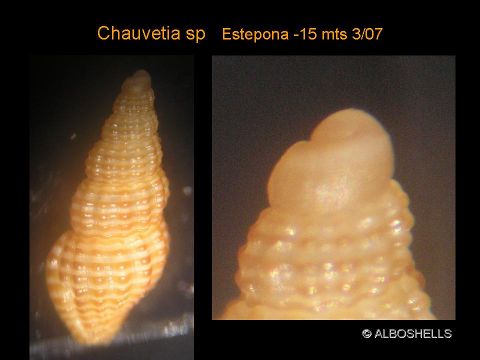 Chauvetia sps